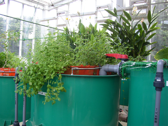 ＣＮＥＳでの植物による汚水浄化実験プラント／建築における水系デザインの一つとして